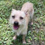 A small dog standing in the grass with its tongue out.