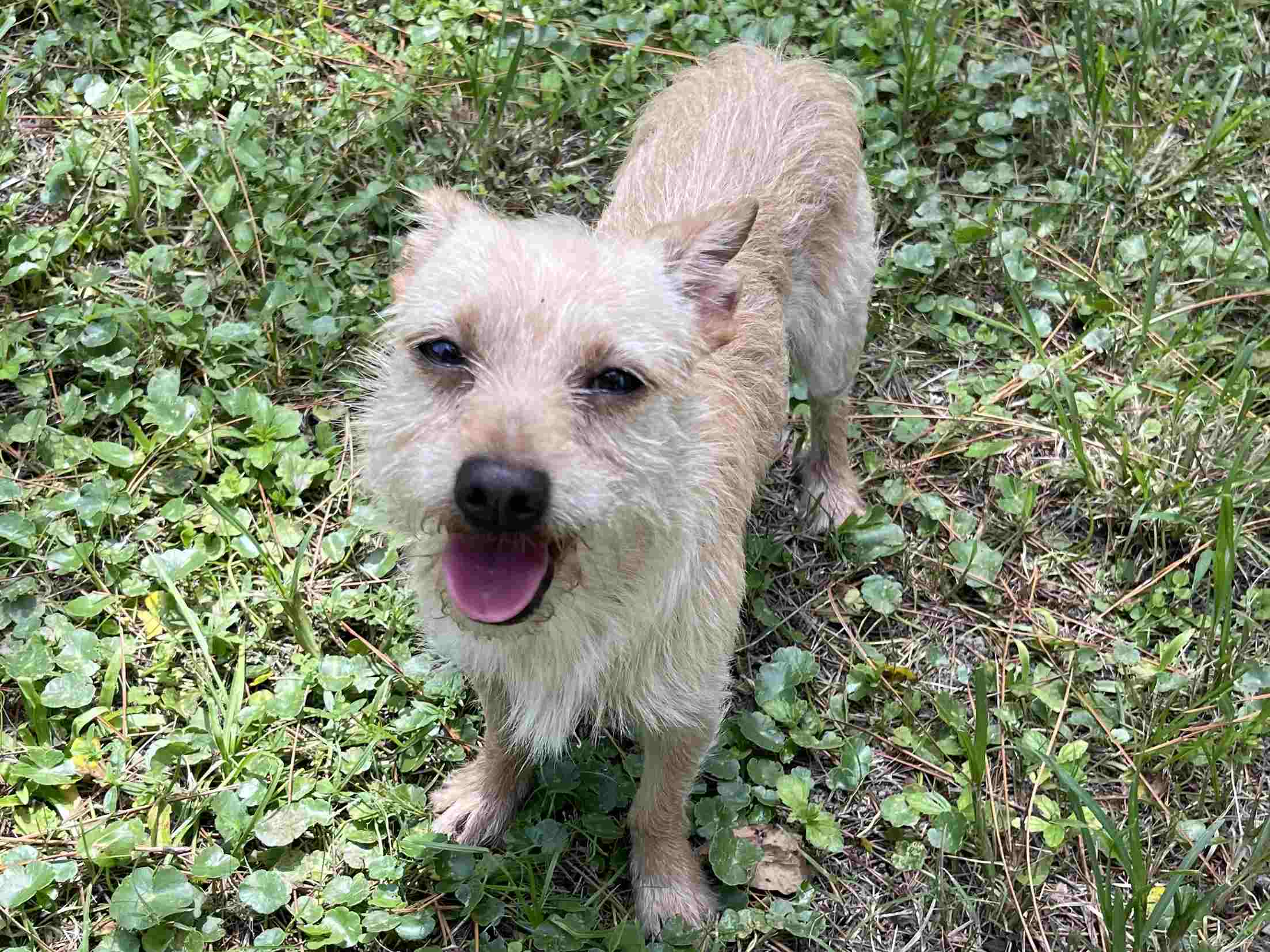 A small dog standing in the grass with its tongue out.