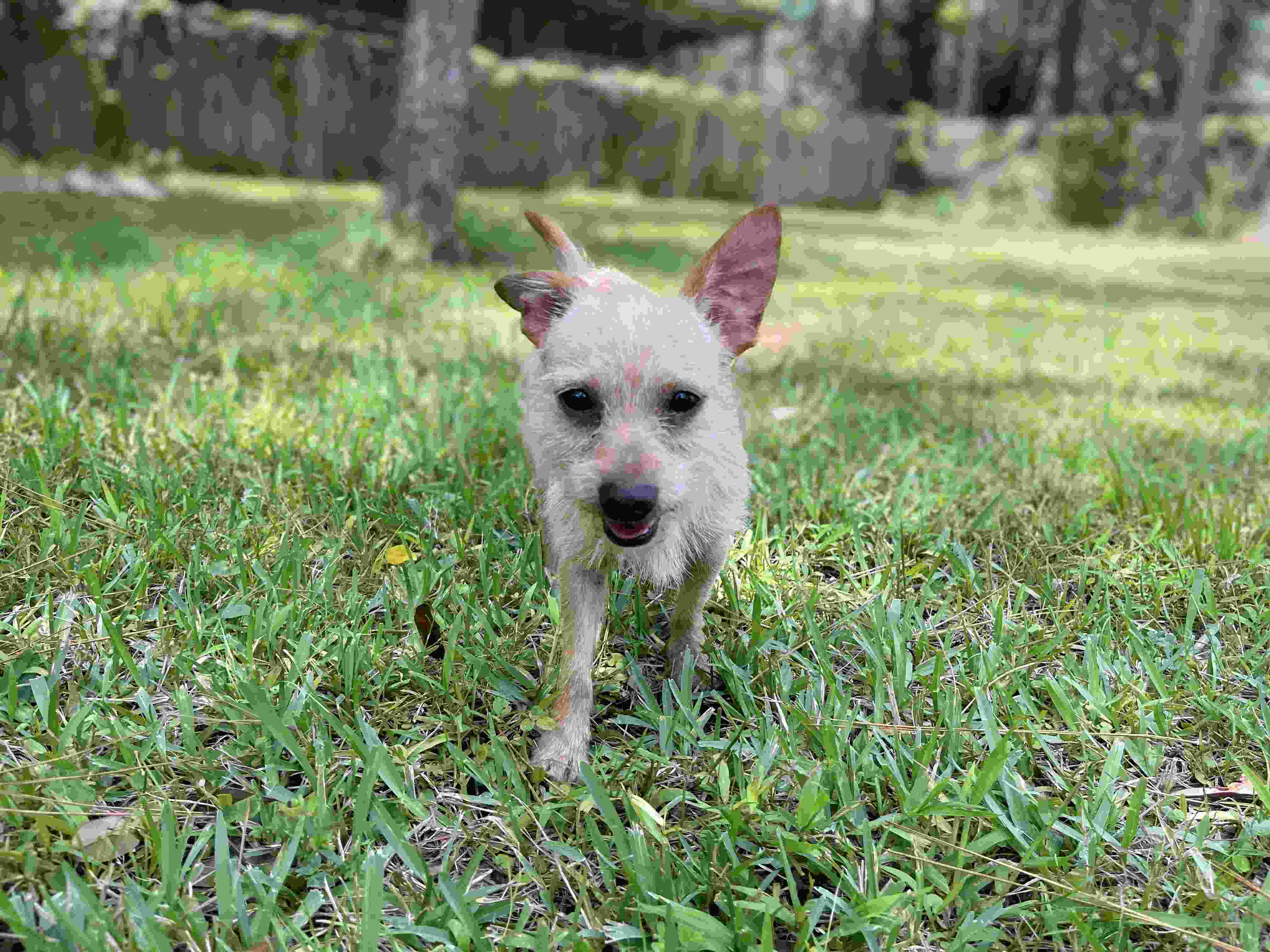 A dog walking in the grass.