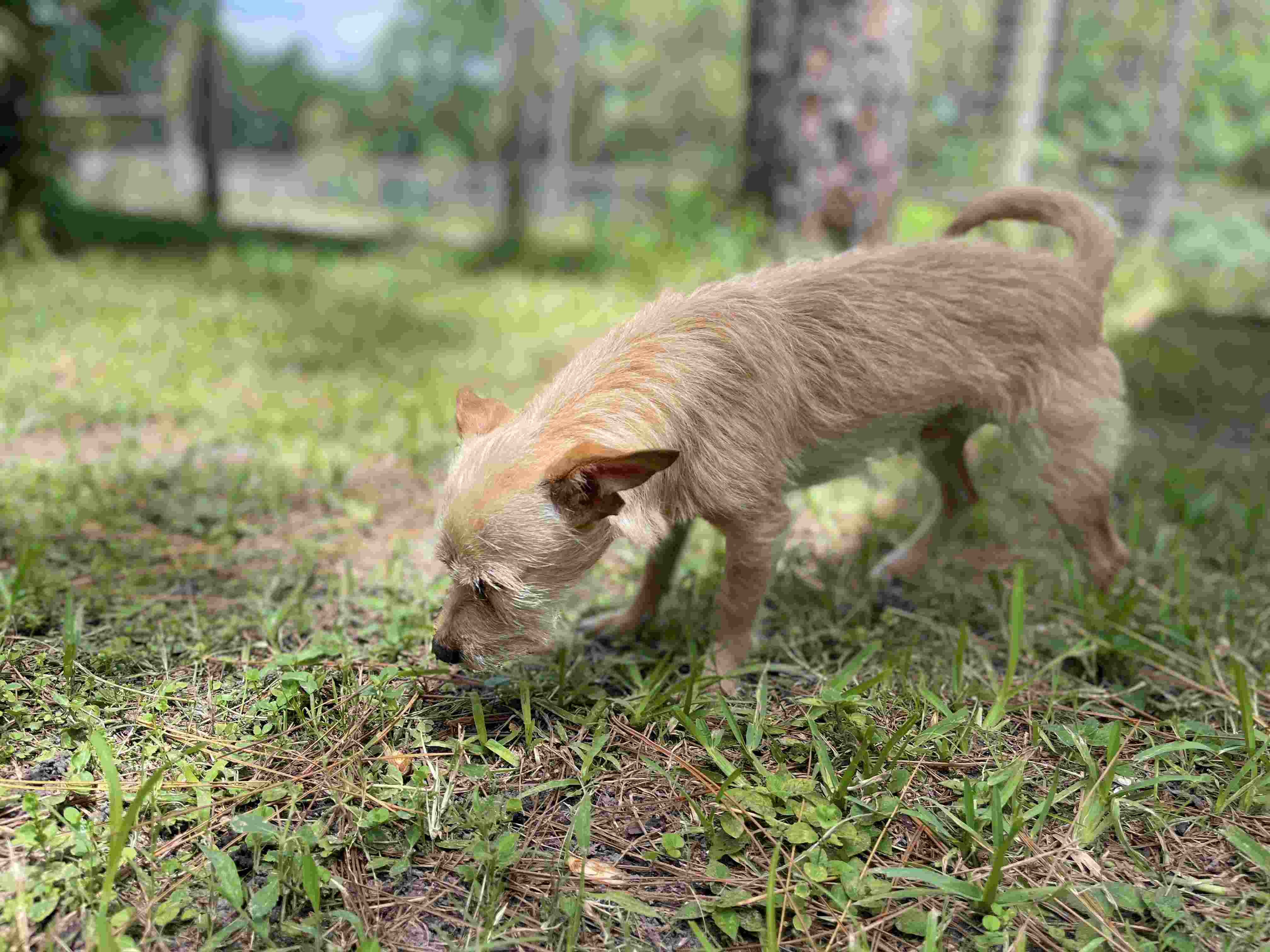 A dog sniffing a frisbee in the grass.