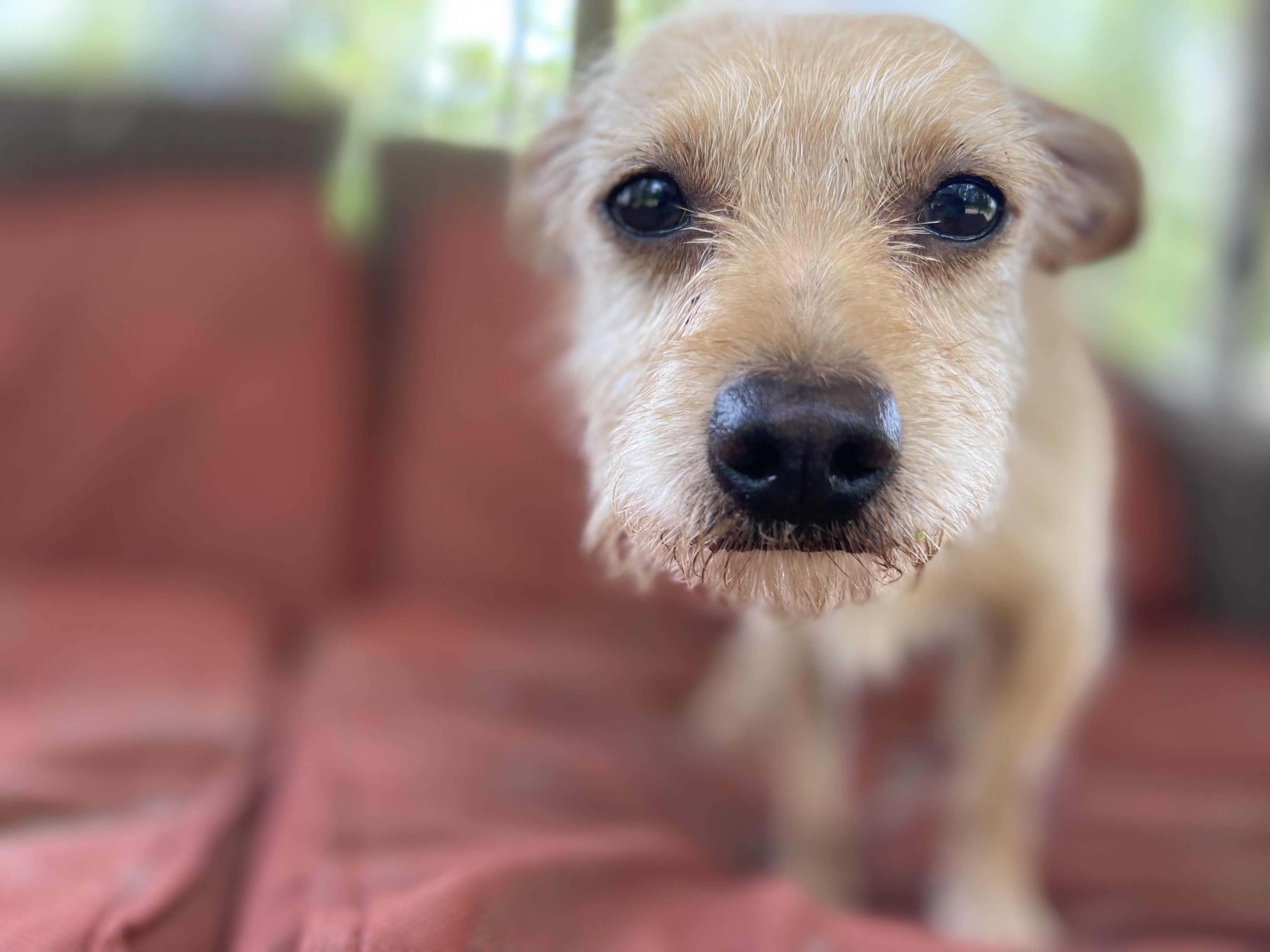A dog is sitting on a couch.