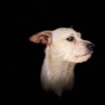 A white dog is looking up at a black background.