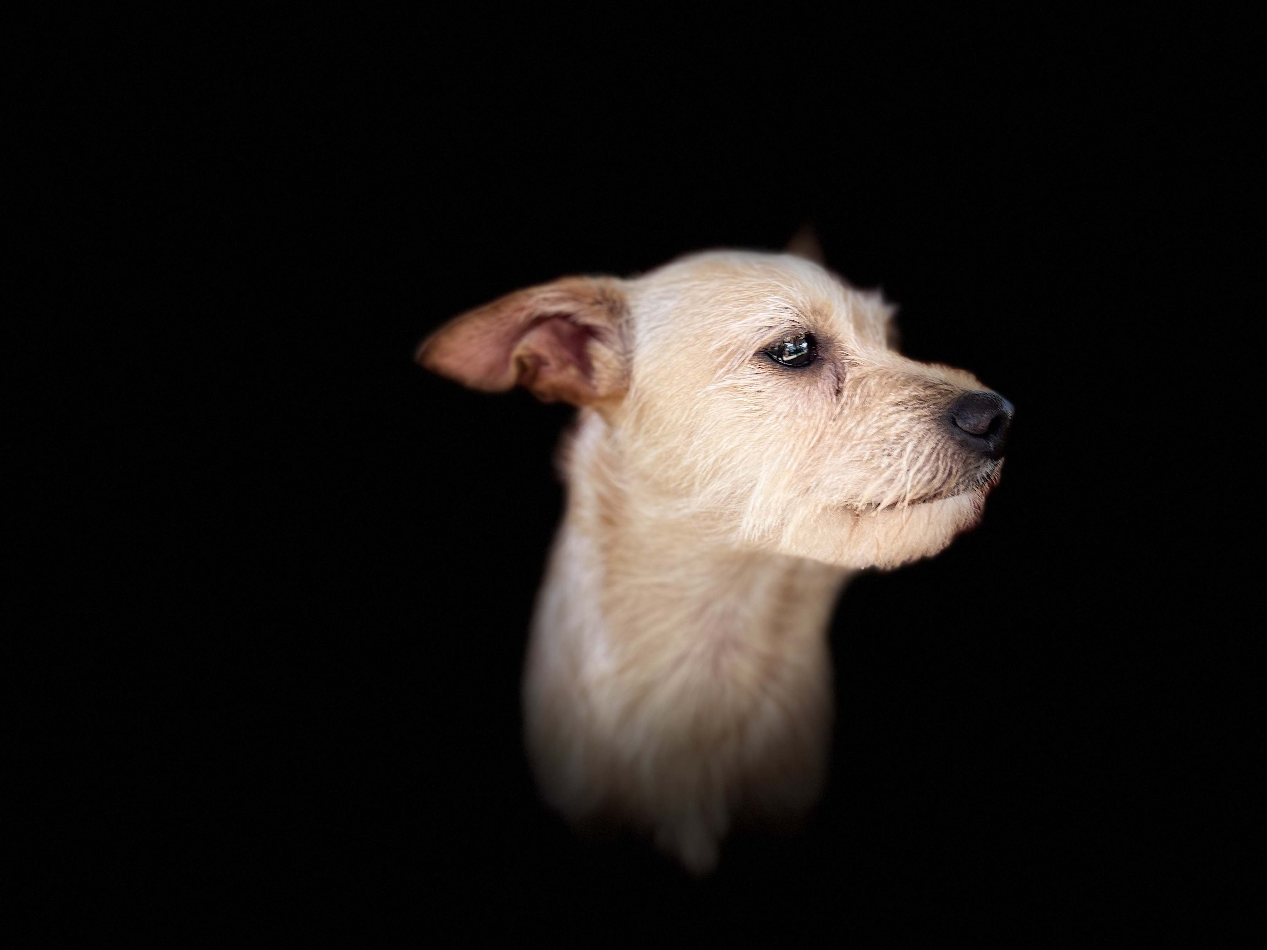 A white dog is looking up at a black background.