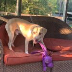 Baxter, a Brown Color Dog With a Toy on Couch