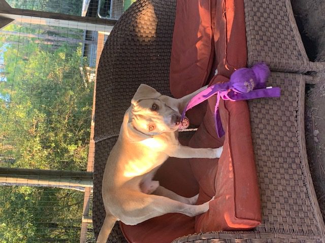 Baxter, a Brown Color Dog With a Toy on Couch
