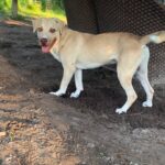 Baxter Standing on the Ground, A Two Year Old Bassador