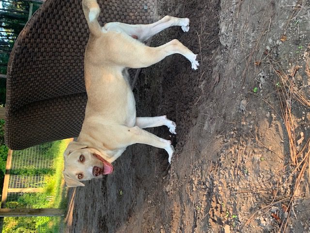 Baxter Standing on the Ground, A Two Year Old Bassador