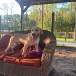 Baxter, A Bassador Breed, Good with Kids and Neutered