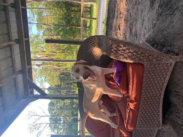 Baxter, A Bassador Breed, Good with Kids and Neutered