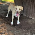 Baxter Standing on Dugged up Soil, Ready for Adoption
