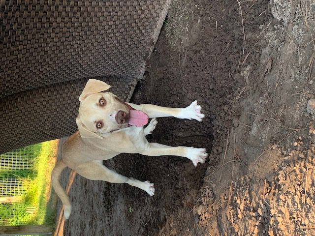 Baxter Standing on Dugged up Soil, Ready for Adoption