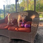 Baxter, A Bassador Breed, Perfect for Family with Older Kids