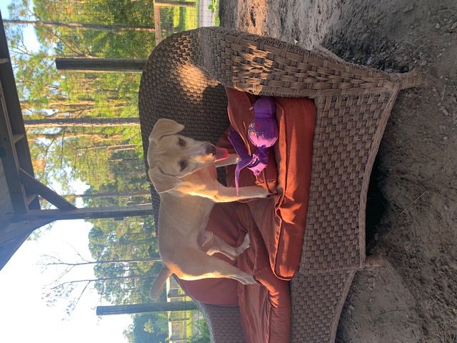 Baxter, A Bassador Breed, Perfect for Family with Older Kids