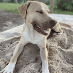 A light-brown dog lying down on the sand