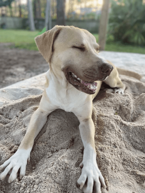 A light-brown dog lying down on the sand