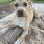 A light brown dog with light brown eyes playing on the sand