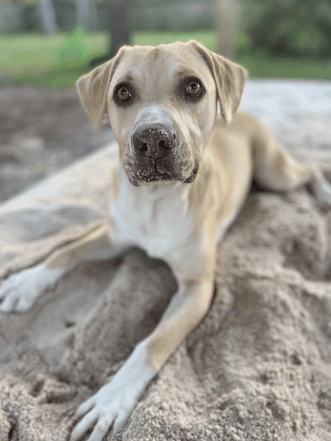 A light brown dog with light brown eyes playing on the sand