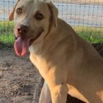 A light brown dog with light brown eyes