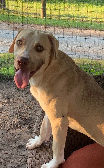 A light brown dog with light brown eyes
