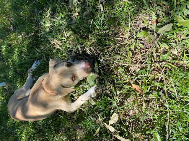 A Brown Color Dog Lying on the Lawn Grass