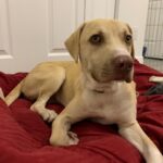 Baxter Brown Fur Dog on a Red Dog Bed