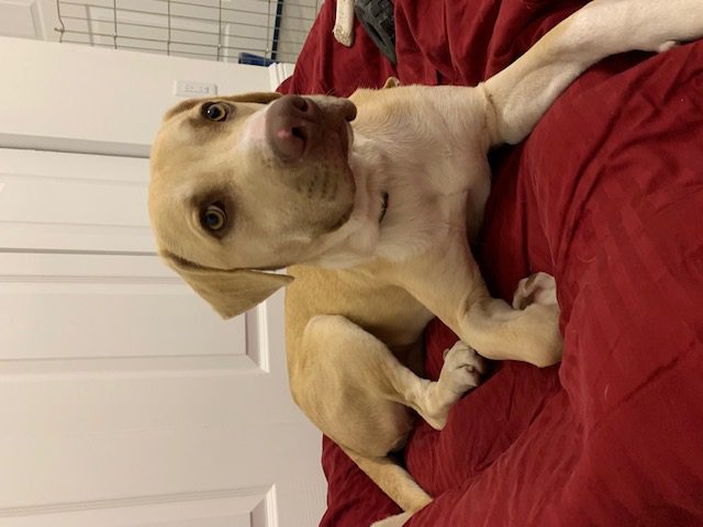 Baxter Brown Fur Dog on a Red Dog Bed