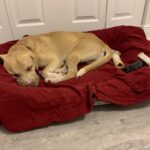 Baxter Sleeping on a Red Color Bed