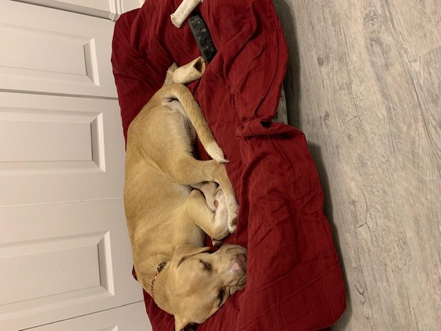 Baxter Sleeping on a Red Color Bed
