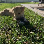 Baxter Brown Fur Dog Lying on Grass Looking Down