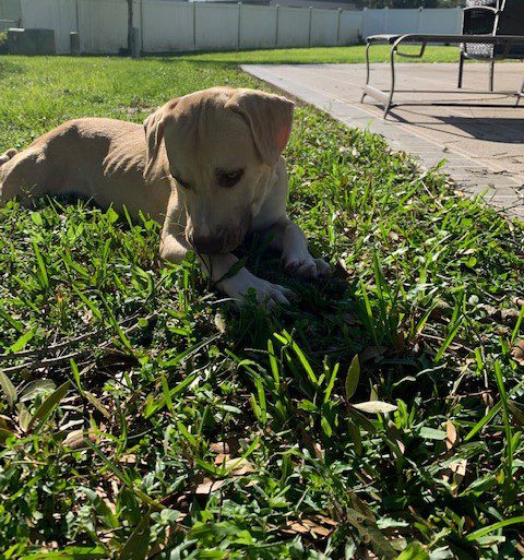 Baxter Brown Fur Dog Lying on Grass Looking Down