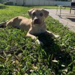 Baxter Brown Fur Dog Lying on Grass