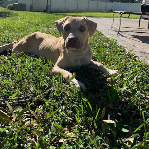 Baxter Brown Fur Dog Lying on Grass