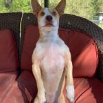 Person, an adoptable chihuahua & chihuahua mix in jacksonville,.