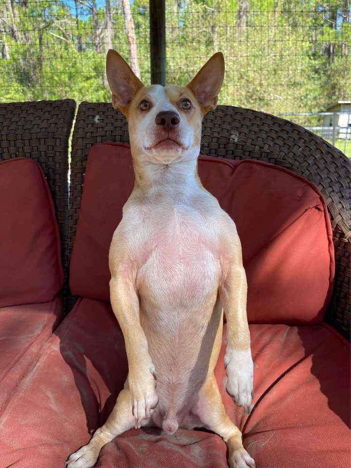 Person, an adoptable chihuahua & chihuahua mix in jacksonville,.