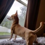 A small chihuahua standing in front of a window.