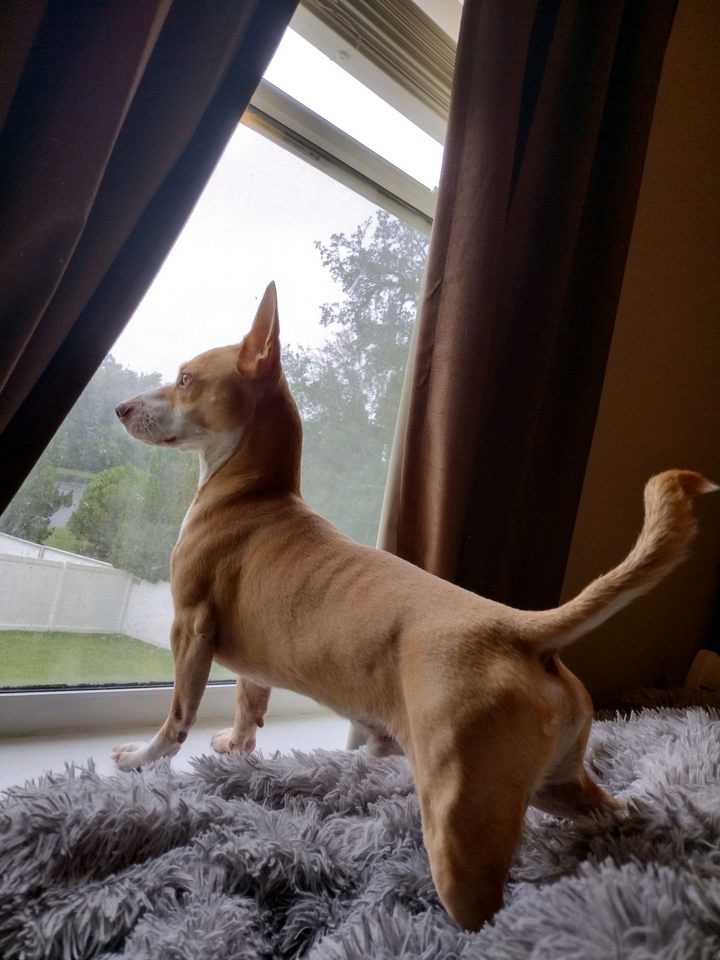 A small chihuahua standing in front of a window.