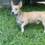 Person, an adoptable chihuahua & chihuahua mix in miami, f.