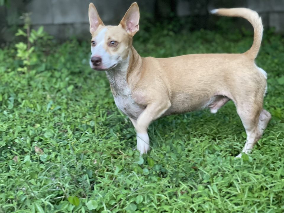 Person, an adoptable chihuahua & chihuahua mix in miami, f.