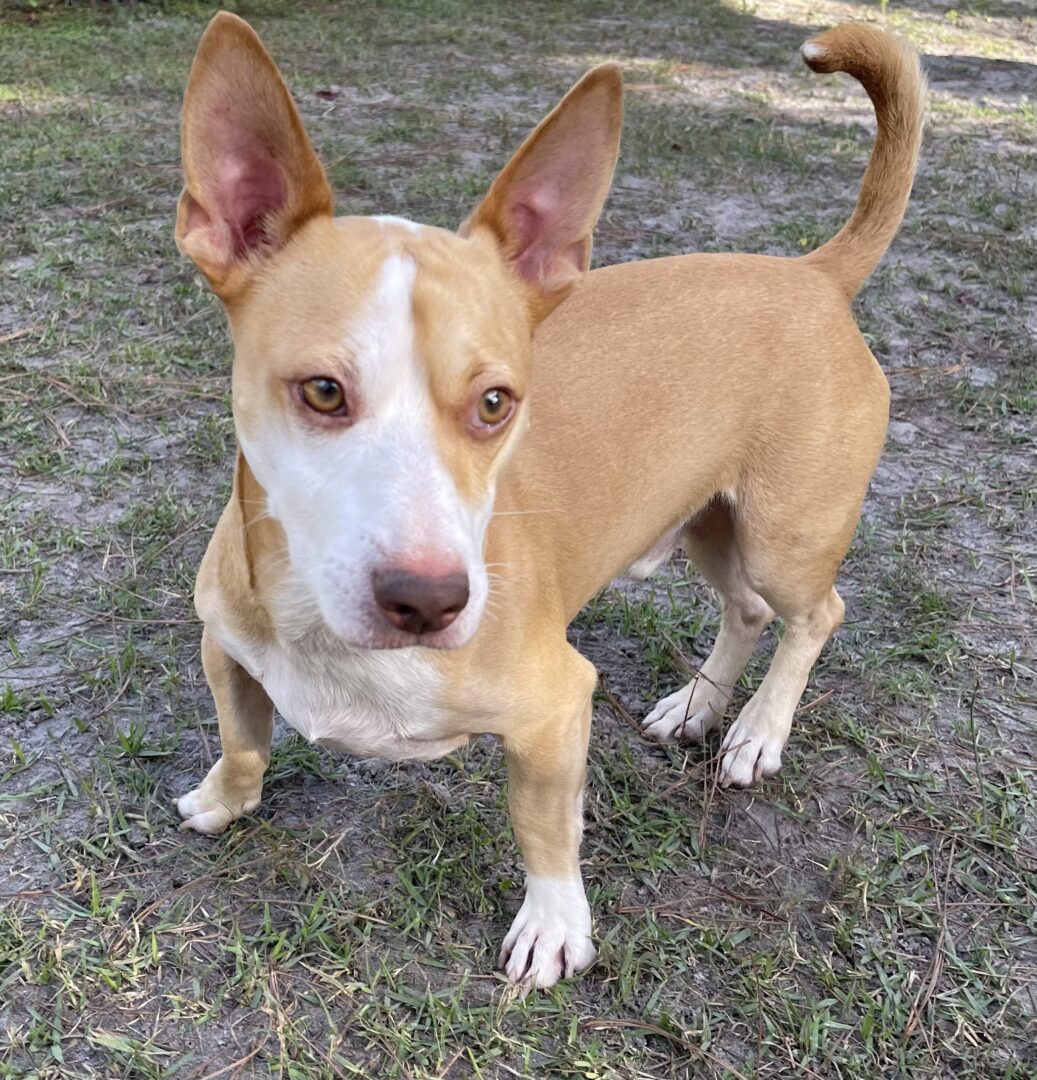 A white and brown dog standing in the grass.