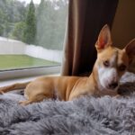 A brown and white dog laying on a blanket in front of a window.