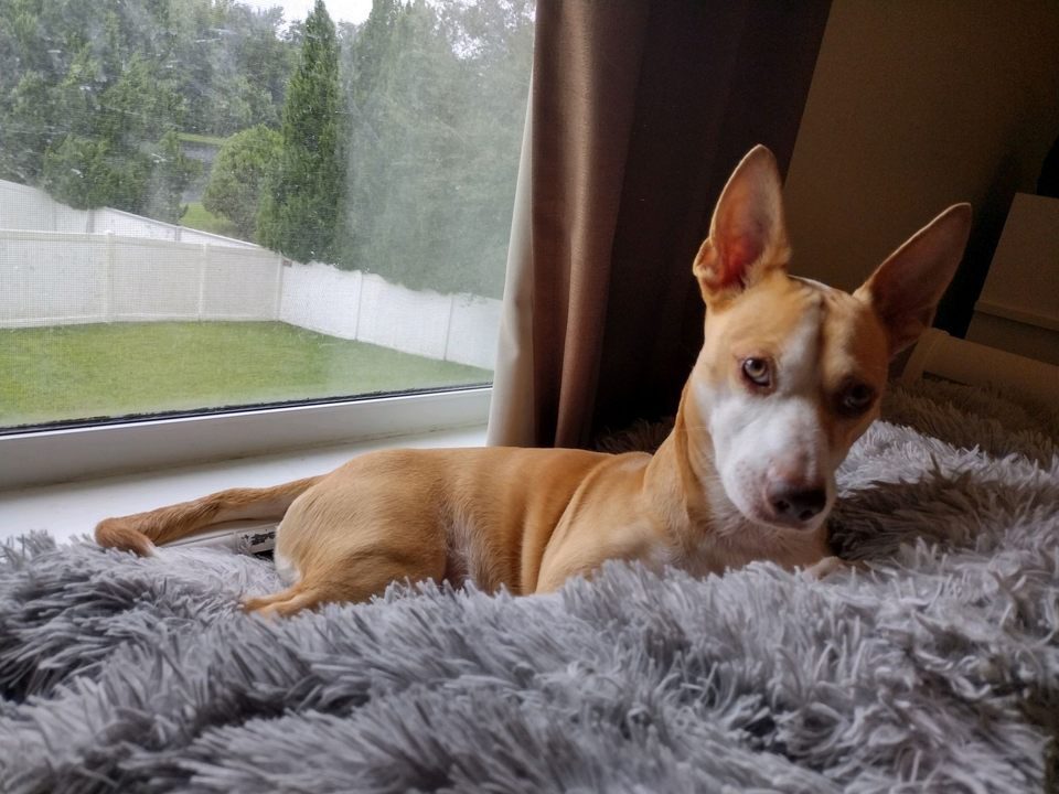 A brown and white dog laying on a blanket in front of a window.