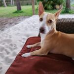 A brown and white dog laying on a blanket in the sand.