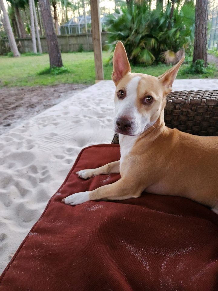 A brown and white dog laying on a blanket in the sand.