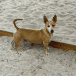 A tan and white dog standing in the sand.