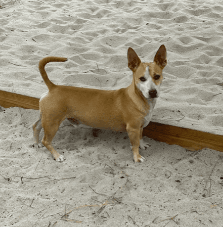 A tan and white dog standing in the sand.