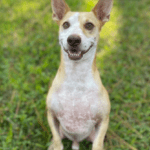 An adoptable chihuahua & chihuahua mix in tampa, f.