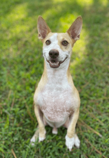 An adoptable chihuahua & chihuahua mix in tampa, f.