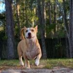 A white and brown dog running through a wooded area.