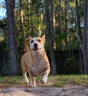 A white and brown dog running through a wooded area.