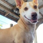 A white and brown dog sitting on top of a wooden deck.